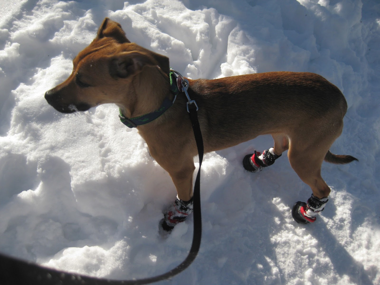 VETERINARY ASSOCIATES OF CAPE COD Winter Foot Care